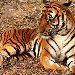 Meet your Posher, Dante